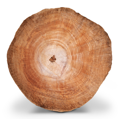 Draak vloeistof Schelden What is teak wood and why is it so great? | Key facts about teak!